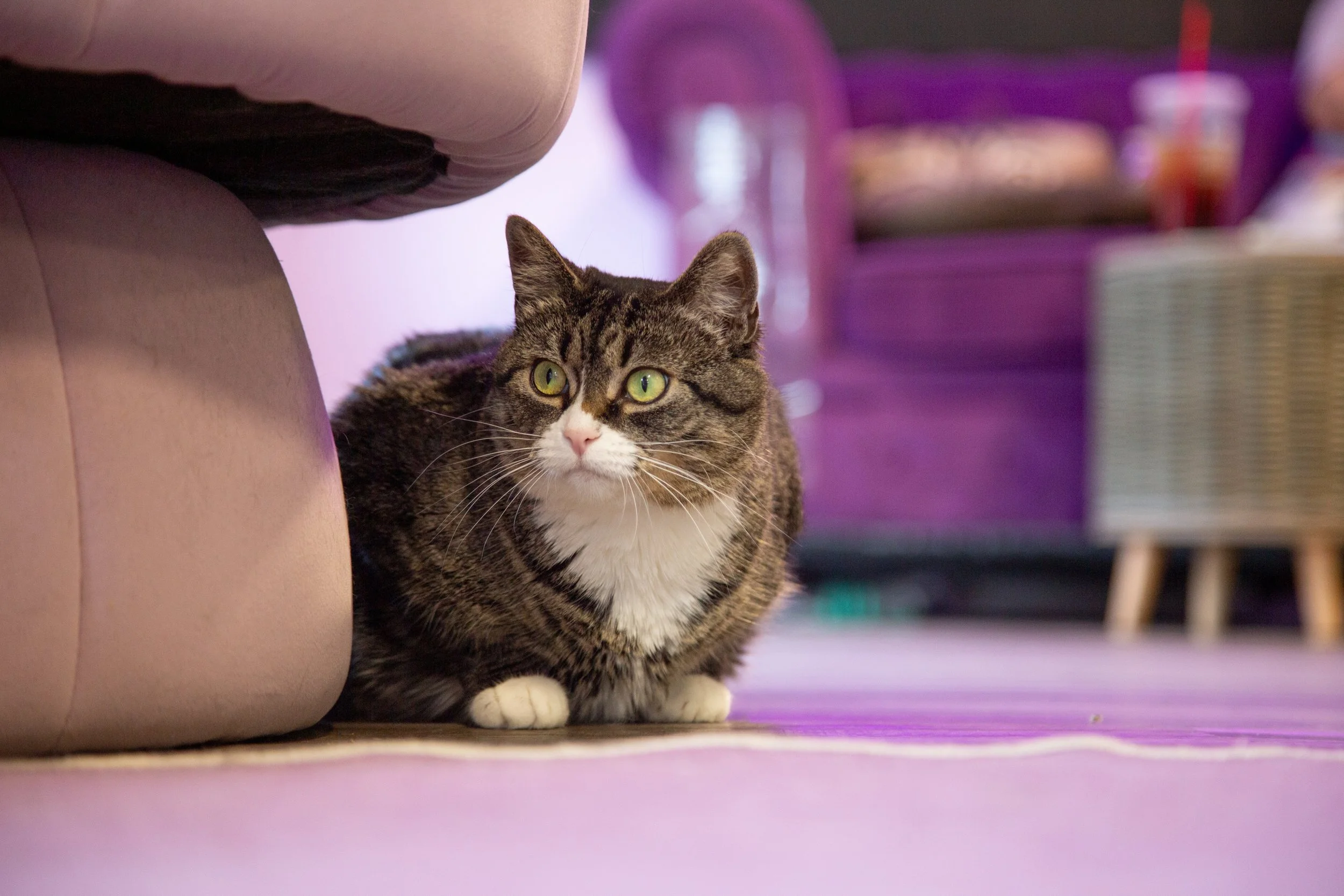The Cat Lady Cafe